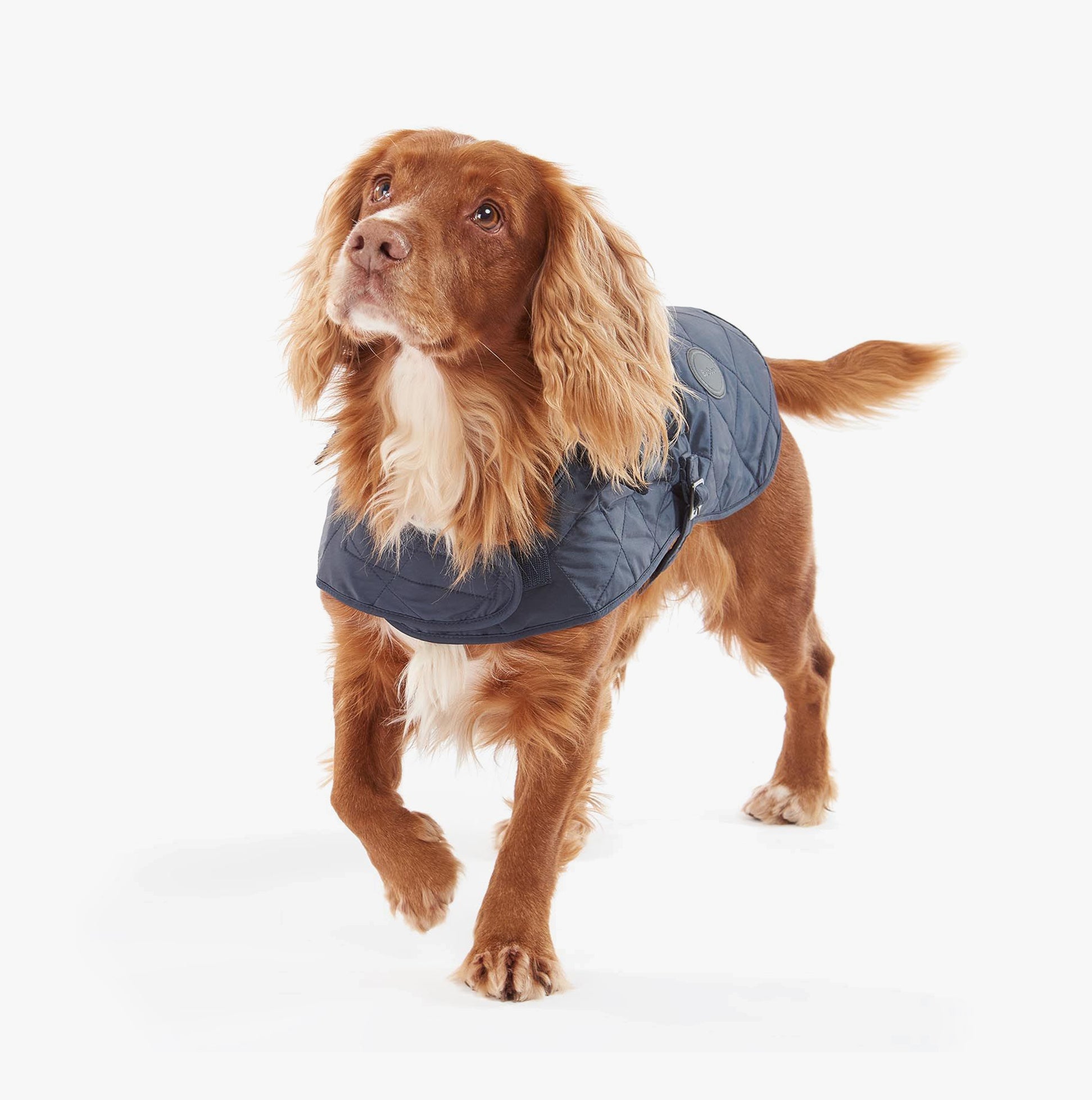 Barbour QUILTED DOG COAT Navy side view on a dog, showcasing the adjustable strap and quilted design.