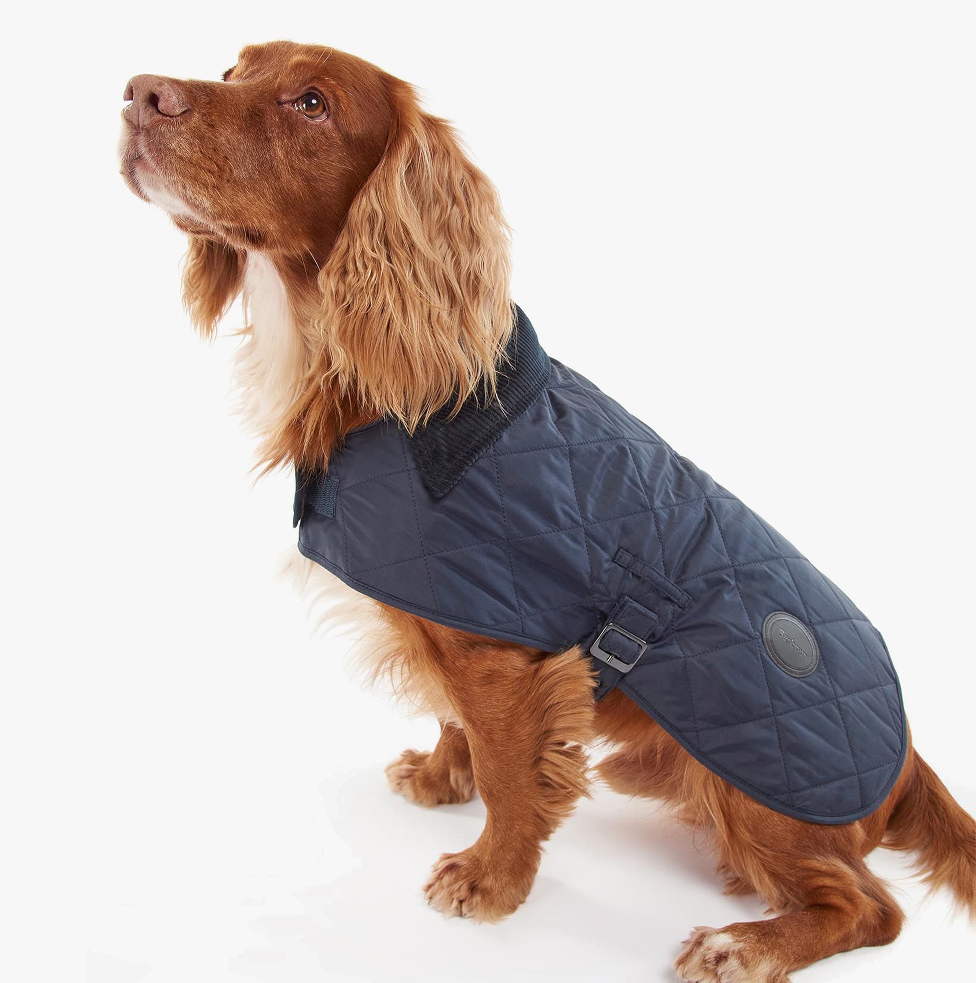 Barbour QUILTED DOG COAT Navy side view on a dog with adjustable strap and buckle, machine washable design.